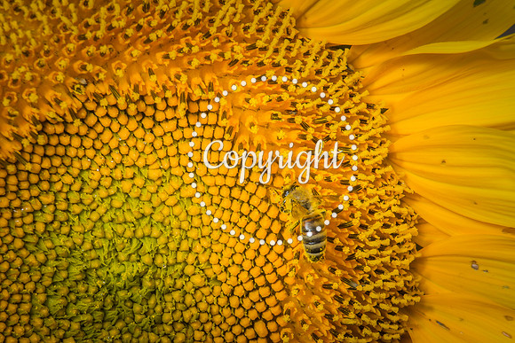 Sunflowers - Grinter Farms 2015