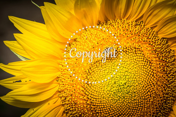 Sunflowers - Grinter Farms 2015