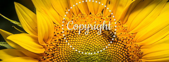 Sunflowers - Grinter Farms 2015