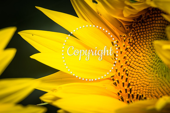 Sunflowers - Grinter Farms 2015