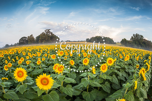 Sunflowers - Grinter Farms 2015