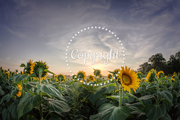 Sunflowers - Grinter Farms 2015