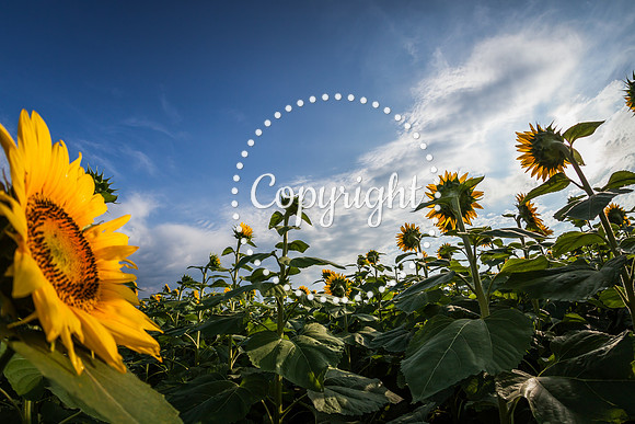 Sunflowers - Grinter Farms 2015