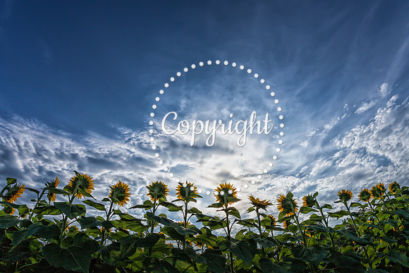 Sunflowers - Grinter Farms 2015