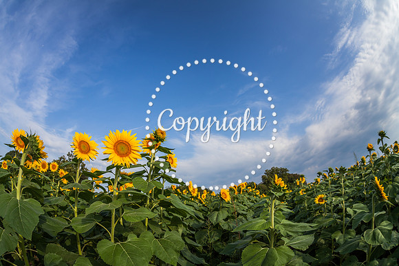 Sunflowers - Grinter Farms 2015