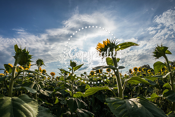 Sunflowers - Grinter Farms 2015