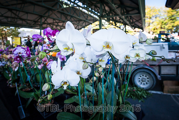 IMG_0008
