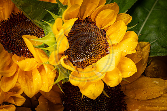 _BBS5889