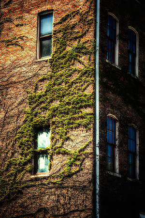 Old Ivy