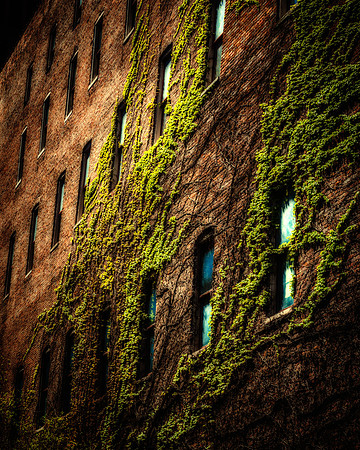 Old ivy 2