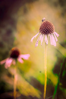 Prairie Coneflowers