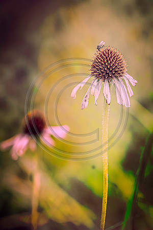 Prairie cone flower