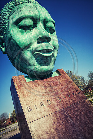bird lives color