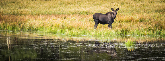 Bailey Moose 09082014 - 4