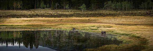 Bailey Moose 16x48 09082014