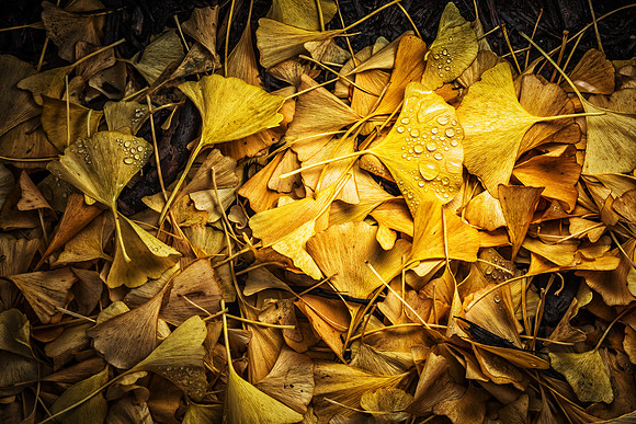 Golden Ginkgo