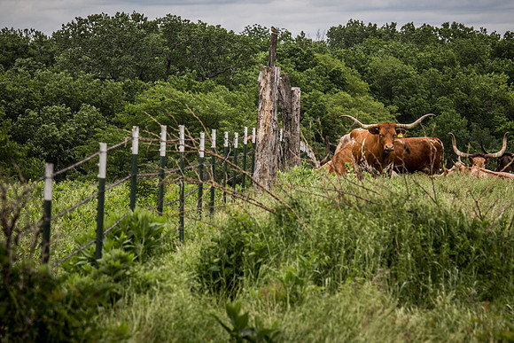 Longhorns near Kahola