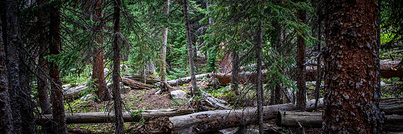 Dead Fall in Dark Timber