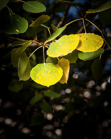 Alpine Aspen