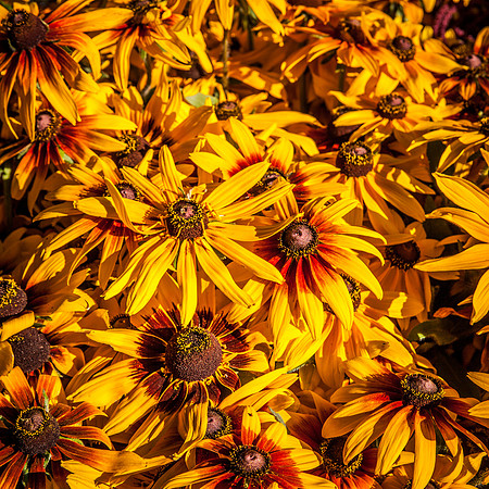 farmers market-53