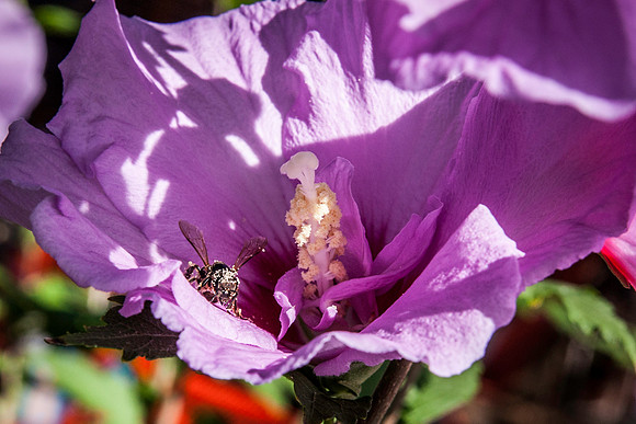 09042013 farmers mkt-20