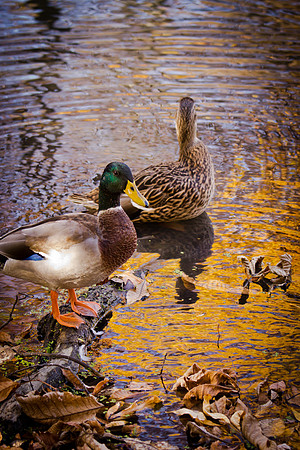 20111025 antioch park-52