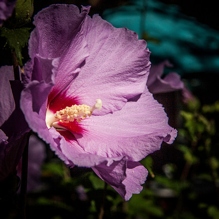 09042013 farmers mkt-19