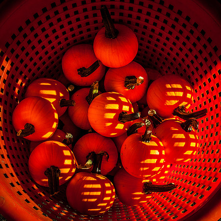 2013 08 28 farmers market-20