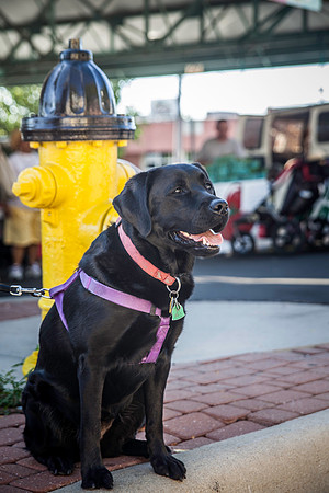 2013 08 28 farmers market-26