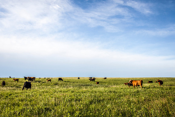 Sky, clouds, grass, and cattle