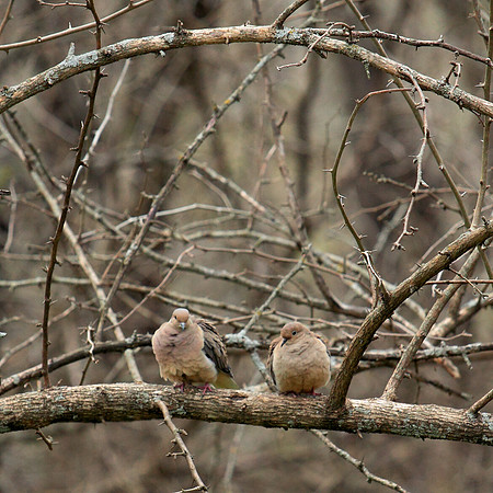 Mated Pair - doves