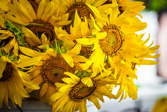 2013 07 31 farmers market-8