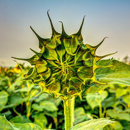 sunflower