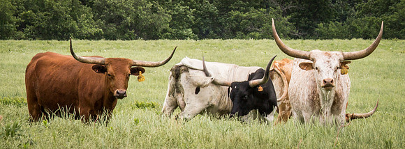Longhorns near Kahola 2