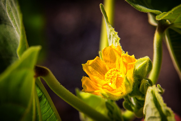 Drop of sun