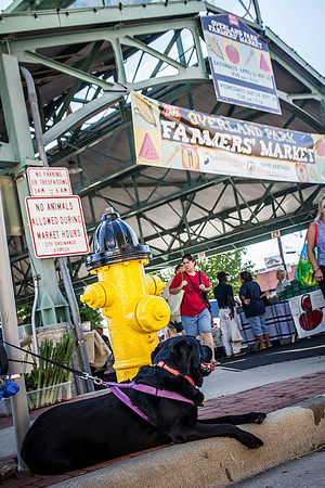 2013 08 28 farmers market-31