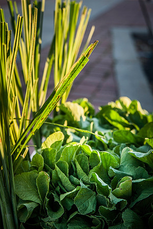 2013 08 28 farmers market-10