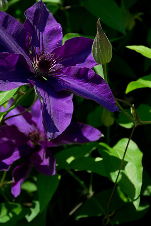 Memorial Day Arboretum-1
