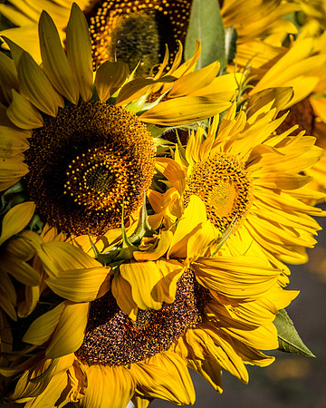 farmers market-23