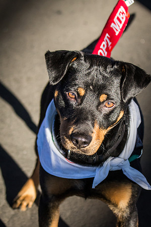 dog day 04052014-9