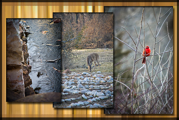Arboretum triptych