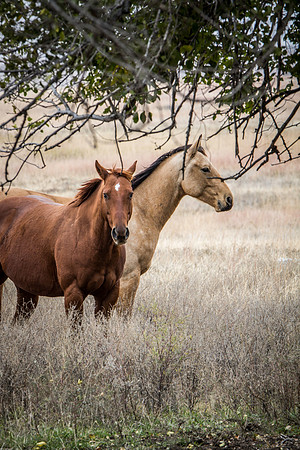 Horses in the prairie - 2