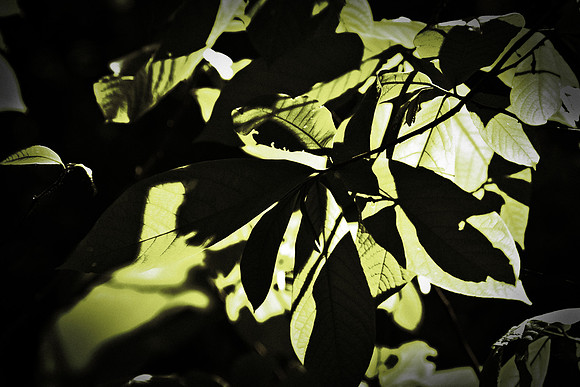 Memorial Day Arboretum-10