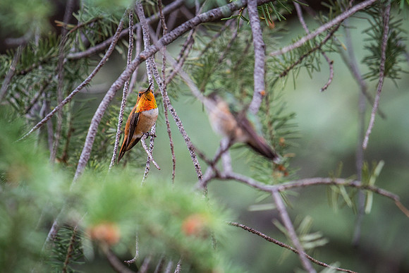 IMG_0135