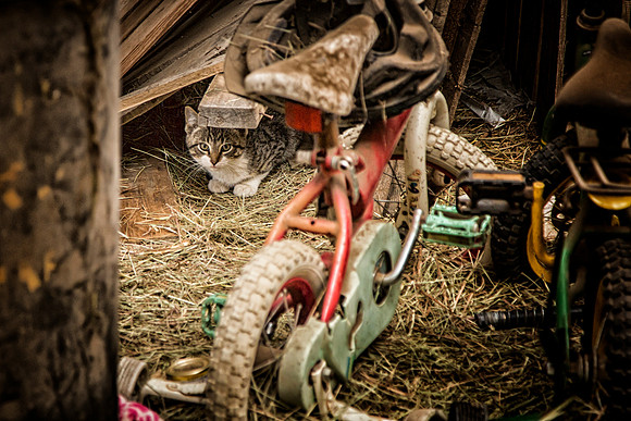 On Barn Patrol