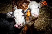 Bucket Calves