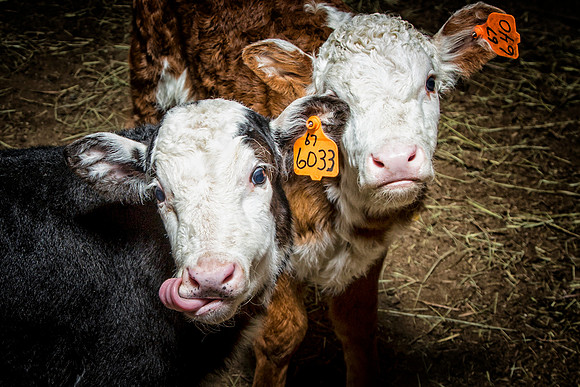 Bucket Calves