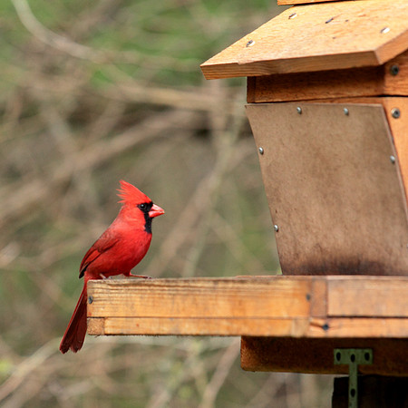 April Arboretum Cardinal