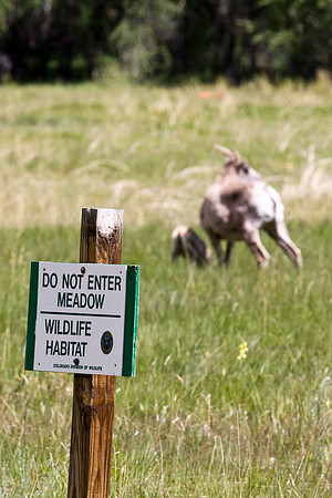 Big Horn Sheep-5