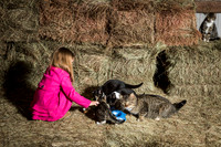 Feeding Time in the Barn